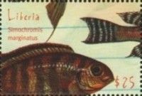 Simochromis Marginatus