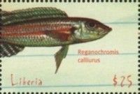 Reganochromis Calliurus