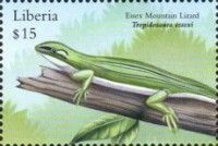 Essex Mountain Lizard (Tropidosaura essexi)