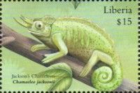 Jackson's Chameleon (Chamaeleo jacksonii)