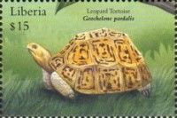 Leopard Tortoise (Geochelone pardalis)