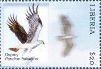 Osprey (Pandion Haliaetus)
