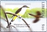 Mangrove Cuckoo (Coccyzus Minor)