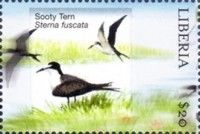 Sooty Tern (Sterna Fuscata)