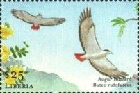 Augur Buzzard (Buteo rufofuscus)