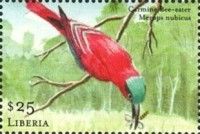 Carmine Bee-Eater (Merops nubicus)
