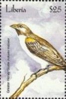 Black-Throated Honey Indicator (Indicator indicator)