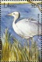 Paradise Crane (Anthropoides paradisea)