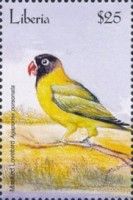 Black-Faced Lovebird (Agapornis personata)