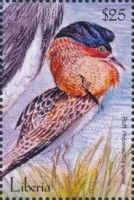 Ruff (Philomachus pugnax)