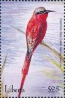 Scarlet Bee-Eater (Merops nubicus)