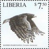 Banded Snake Eagle (Circaetus cinerascens)