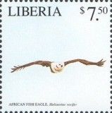 African Fish Eagle (Haliaeetus vocifer)