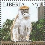 Black-Nosed Hussar Monkey (Erythrocebus patas patas)