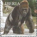 Western Lowland Gorilla (Gorilla gorilla gorilla)