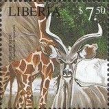 Greater Kudu (Strepsiceros sp.)