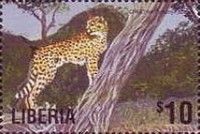 Cheetah on Tree