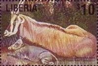 Gemsbok (Oryx gazella)