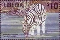 Burchells Plains Zebra (Equus burchelli)