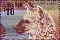 Head of a Spotted Hyena