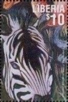 Chapmans Zebra (Equus quagga chapmani)