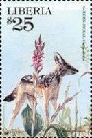 Golden Jackal, Satyrium Princeps