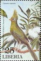 Long-Crested Turaco, South African Spoon Tree