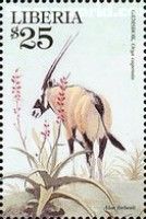 Gemsbok, Aloe forbesii
