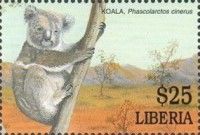 Koala (Phascolarctos cinereus)