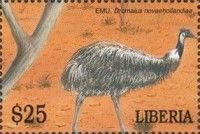 Emu (Dromaius novaehollandiae)
