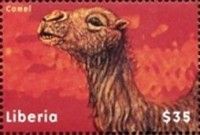 Two-Humped Camel (Camelus ferus)