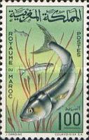 Bluefish (Pomatomus saltatrix)