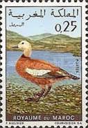 Ruddy Shelduck (Tadorna ferruginea)