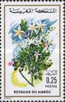 Jasminum grandiflorum