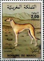 Sloughi (Canis lupus familiaris)
