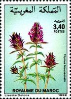 Thymus broussonetii