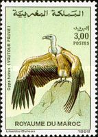 Griffon Vulture (Gyps fulvus)