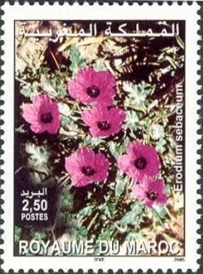 Erodium sebaceum