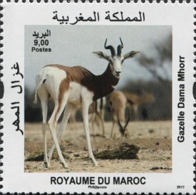 Dama Gazelle (Nanger dama)