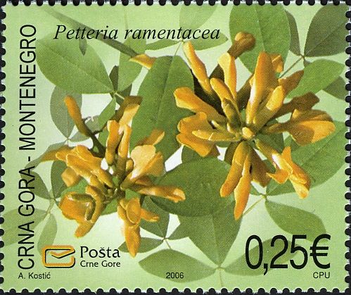 Dalmatian Laburnum (Petteria ramentacea)