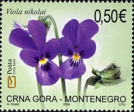 Nikolai Violet (Viola Nikolai)