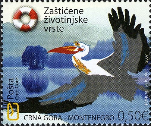 Rosy Pelican (Pelecanus onocrotalus)