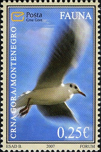 Black-Headed Gull (Larus ridibundus)