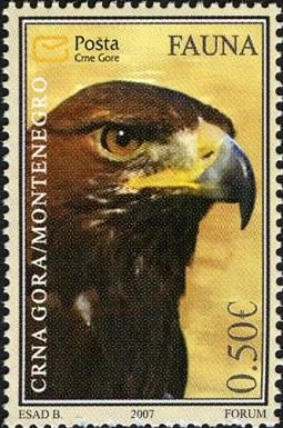 Golden Eagle (Aquila chrysaetos)