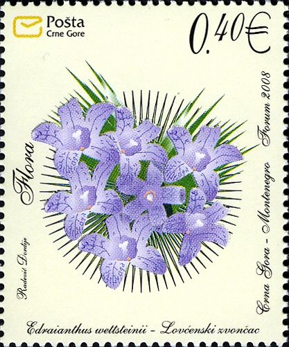 Grassy Bell (Edraianthus Wettsteinii)