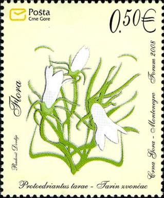 Grassy Bell (Protoedrianthus Tarae)