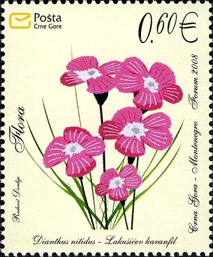 Carpathian Glossy Pink (Dianthus Nitidus)