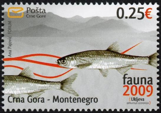 Cyprinid (Alburnus scoranza)