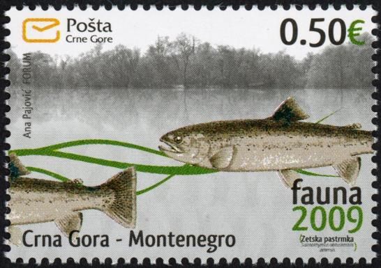 Adriatic Trout (Salmothymus obtusirostris)