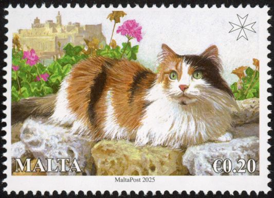 Cats of Malta
